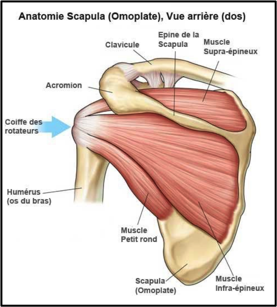 Anatomie épaule os