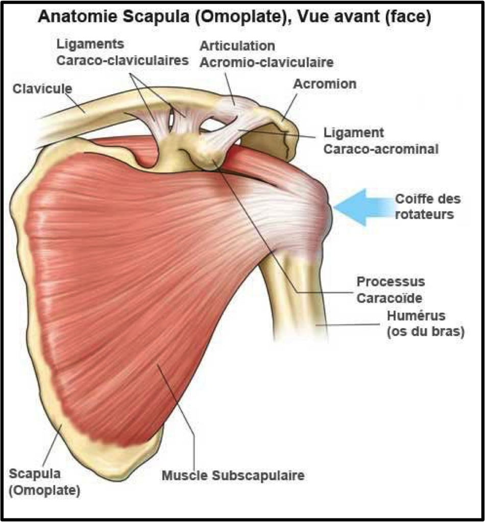 Anatomie de l'épaule - Centre Epaule Main de Besançon - chirurgie ...